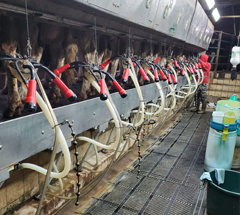 BECO DAIRY AUTOMATION