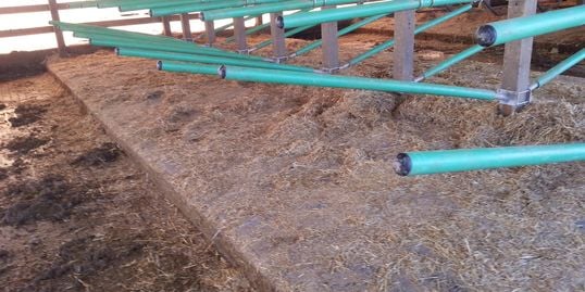 Green Freestalls