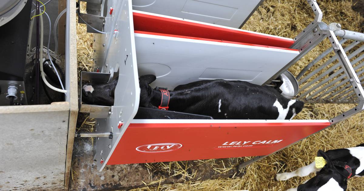 Lely Calm
